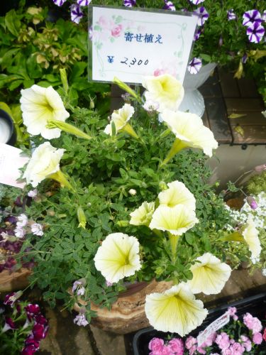 画像の名前を入力