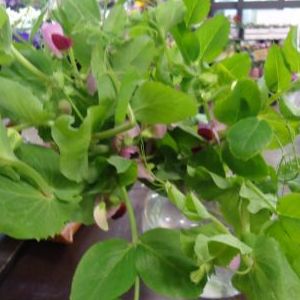 画像の名前を入力