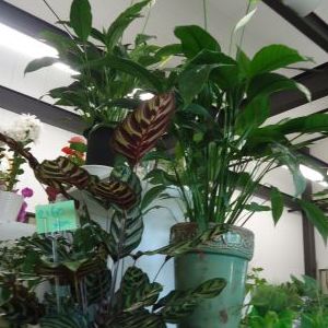 画像の名前を入力