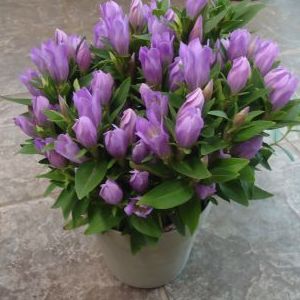 画像の名前を入力