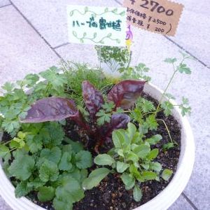 画像の名前を入力