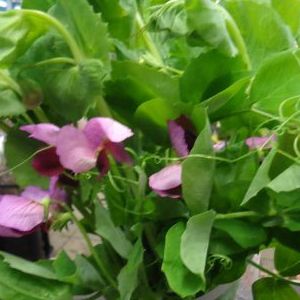 画像の名前を入力