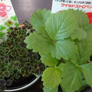 画像の名前を入力