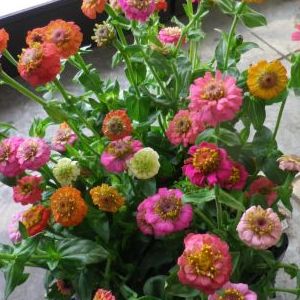 画像の名前を入力