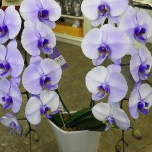 画像の名前を入力