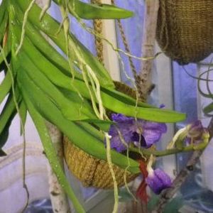 画像の名前を入力