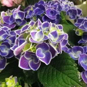 画像の名前を入力