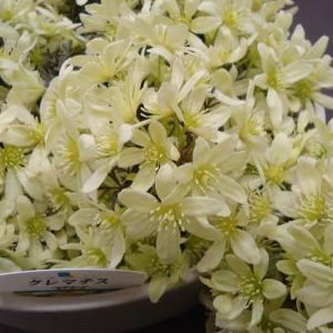 画像の名前を入力