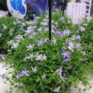 画像の名前を入力