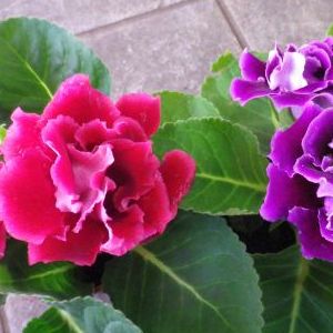 画像の名前を入力