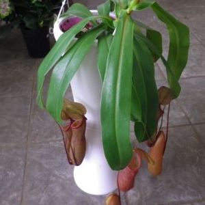 画像の名前を入力