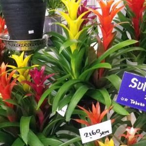 画像の名前を入力