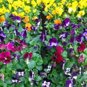 画像の名前を入力