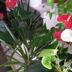 画像の名前を入力