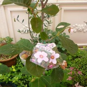 画像の名前を入力