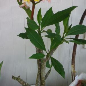 画像の名前を入力