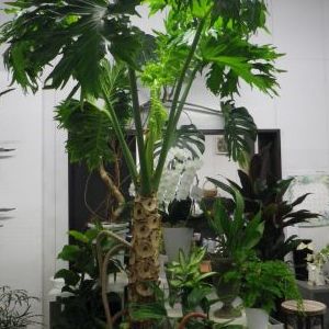 画像の名前を入力