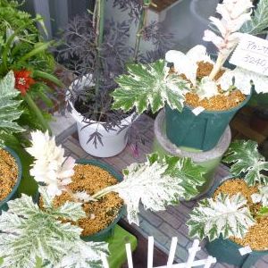 画像の名前を入力