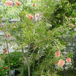 画像の名前を入力