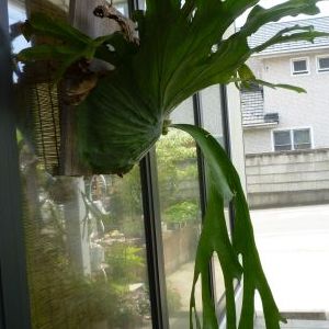 画像の名前を入力