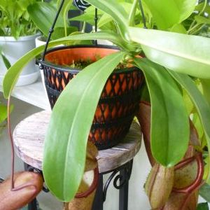 画像の名前を入力