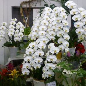 画像の名前を入力