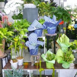 画像の名前を入力