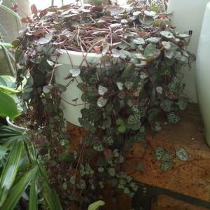 画像の名前を入力