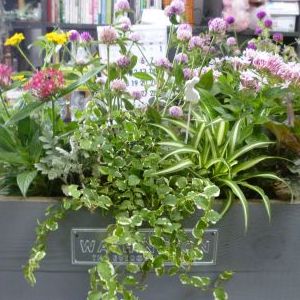 画像の名前を入力