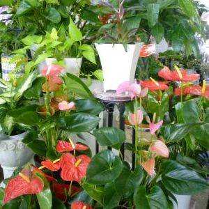 画像の名前を入力