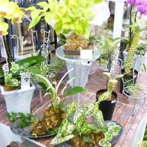 画像の名前を入力