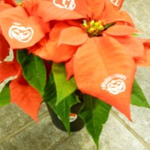 画像の名前を入力