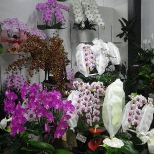 画像の名前を入力