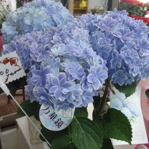 画像の名前を入力