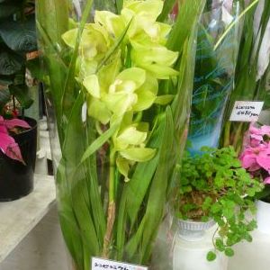 画像の名前を入力