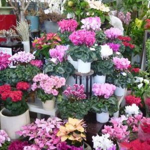 画像の名前を入力