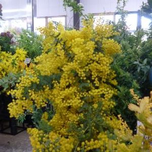 画像の名前を入力