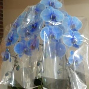 画像の名前を入力