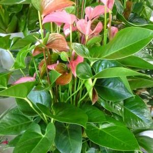 画像の名前を入力