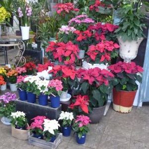 画像の名前を入力