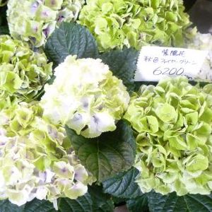 画像の名前を入力